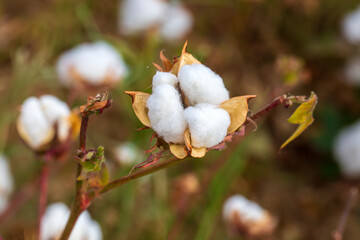 Cotton fields ready for harvesting, agriculture