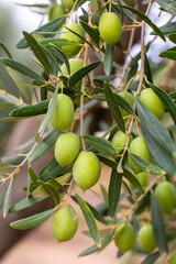 Olive trees grove in countryside. Kalamata, Messinia, Greece