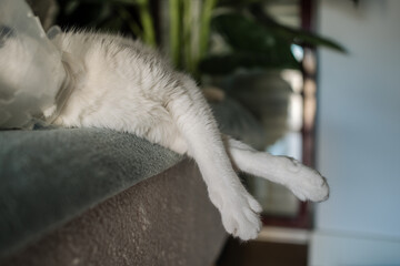 White cat sleeping peacefully on bed with paws hanging down