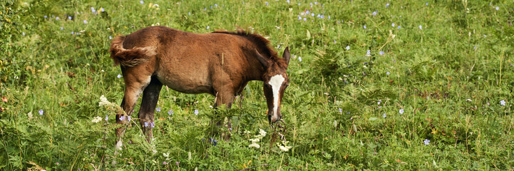 Fototapeta premium Brown foal grazing in lush green meadow with wildflowers on a sunny day.