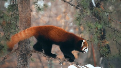 red panda in tree © А Васильев