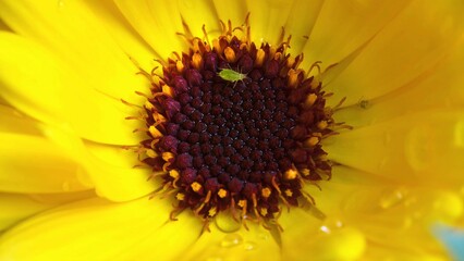 bee on sunflower