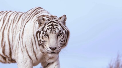 white tiger portrait