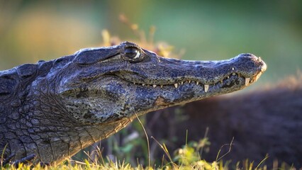 crocodile in the water