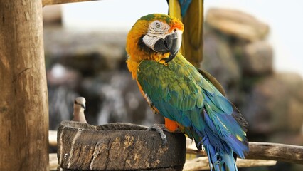 blue and gold macaw