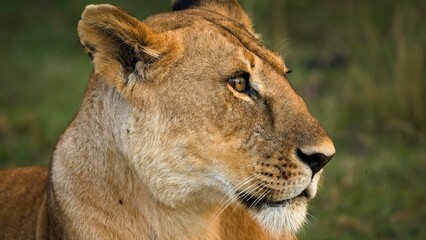 lion in the grass