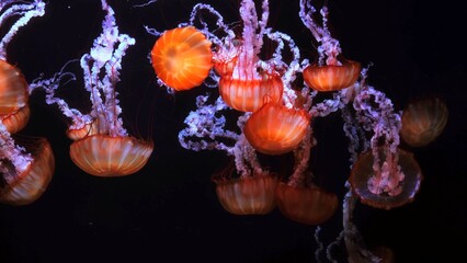 jellyfish in aquarium © А Васильев