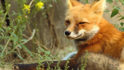 red fox cub