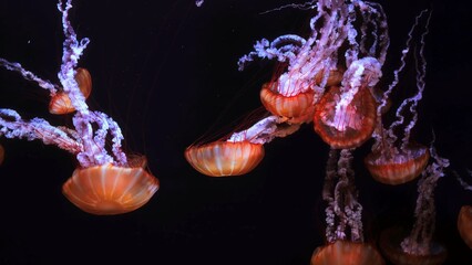 jellyfish in the water © А Васильев