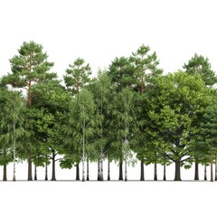 Obraz premium Young cannabis plant growing in a white pot indoor cultivation green leaves