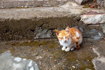 Poor, homeless stray kitten. Ayvalik - Turkey