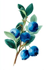 blueberry plant with ripe blue berries, brown stem, and elongated veined green leaves