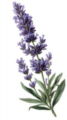 Naklejka premium lavender plant with tall green stem, narrow elongated leaves, and tubular purple flowers arranged in dense whorls