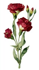 Obraz premium illustration of Lisianthus plant with deep red blossoms, greenish-yellow centers, elongated green leaves, and buds in various stages