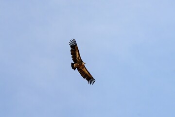 Gyps fulvus in flight with wings spread wide