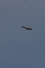 Gyps fulvus in flight with wings spread wide