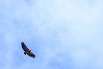Majestic vulture soaring high against a vast sky