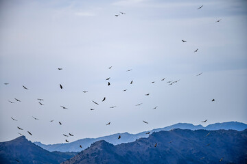 Griffon Vulture or Gyps fulvus in flight.