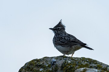 Thekla's lark perched on a mossy rock against a pale sky