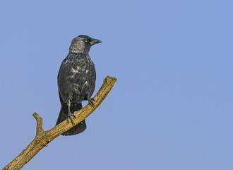 Eurasian jackdaw perched on a dry branch against a deep blue sky