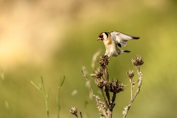 European goldfinch perched on a dry plant in nature