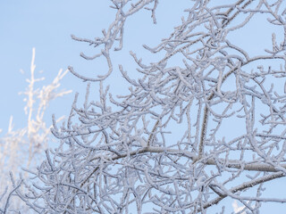 Tree branches in winter covered with snow and frost in snowfall on blue sky background. Frozen tree branches.