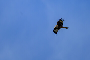 Red kite soaring against a vibrant blue sky