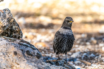White-caped Blackbird or Turdus torquatus, passerine bird of the Turdidae family.