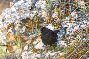 Common blackbird or Turdus merula, passerine bird of the Turdidae family.
