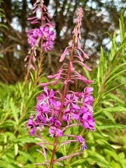 Bright purple fireweed blooms in sunlight, standing tall among green foliage. Its vivid petals and slender stems create a striking contrast, attracting pollinators in a vibrant summer meadow scene.