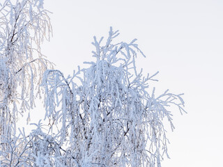Obraz premium Tree branches in winter covered with snow and frost in snowfall on blue sky background. Frozen tree branches.