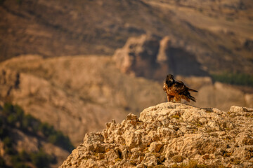 Bearded vulture or Gypaetus barbatus, together with griffon vultures.