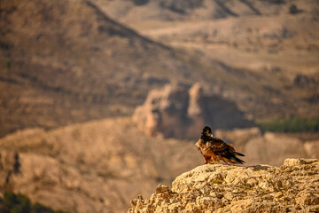 Bearded vulture or Gypaetus barbatus, together with griffon vultures.