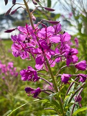Bright purple fireweed blooms in sunlight, standing tall among green foliage. Its vivid petals and slender stems create a striking contrast, attracting pollinators in a vibrant summer meadow scene.