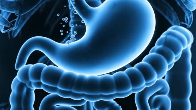 Stomach And Intestine Health Visualization Digestive Process Gut Function Blue Medical Illustration Anatomy Wellness