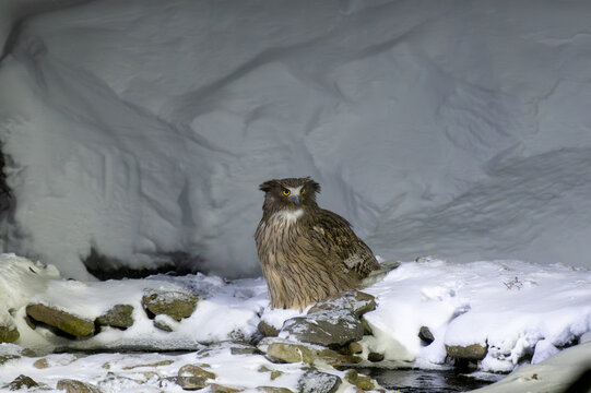 Blakiston's fish owl in Hokkaido