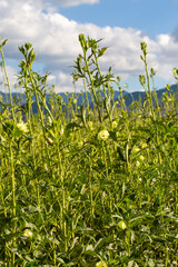 Obraz premium Okra plant or Lady's Finger vegetable trees in farm agricultural gardens.