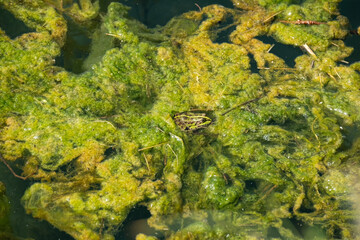 A small frog camouflaged among the lush green water plants. A peaceful and mysterious moment in nature.