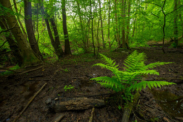 Fototapeta premium Modenbach im Modenbachtal mit frischem Frühlingsgrün, Farnen und wilder Natur