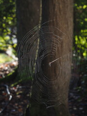 large spider web in the fall