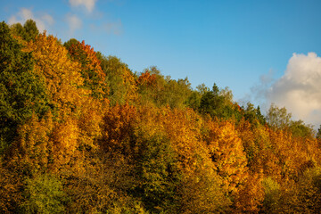 Fototapeta premium October forest