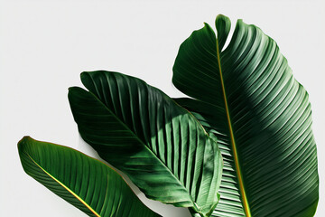 green leaf isolated on white