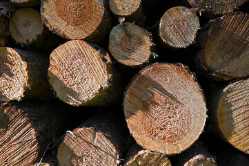 cut wood in the forest
