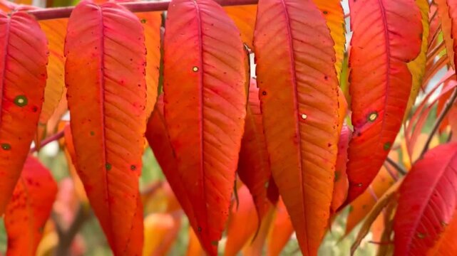 A close-up of fiery-red sumac leaves in autumn, gently swaying in the breeze. The rich crimson contrasts beautifully with brown spots&mdash;signs of natural wilting or fungal disease