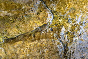 Small Crab Peeking From Between Rocks in a Coastal Tidepool Scene