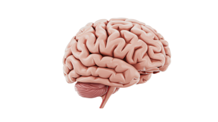 Detailed human brain science and medical concept for cognition and thought