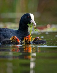 A coot feeds its chicks with green vegetation in a pond