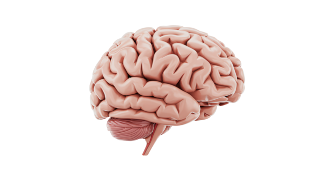 Detailed human brain science and medical concept for cognition and thought