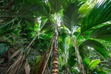Tropical rainforest at the Seychelles National Botanical Gardens (Vallée de Mai) on the island of Praslin