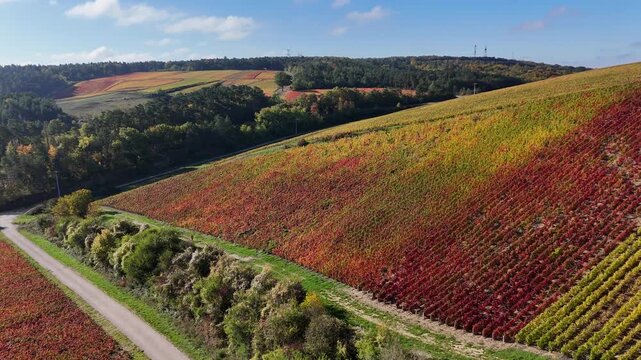 Vue a&eacute;rienne du plus grand terroir de toute la Champagne (866 hectares de vignes), class&eacute; au patrimoine mondial de l&rsquo;UNESCO : Les vignobles des communes des Riceys, dans l'Aube, en automne